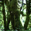 Moss shade behind the sunlight on Hoh River Trail
