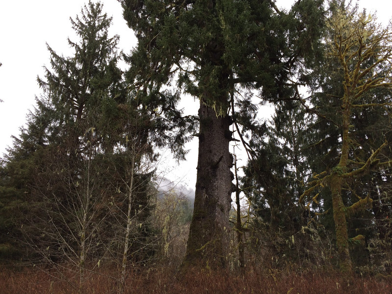 Giant spruce