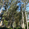 Stand of eucalyptus off the Kule Loklo Trail