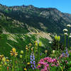 Looking across the Chinook Pass highway towards Sourdough Ridge