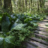 Boardwalk on the Rain Forest Trail near the Carbon River entrance.<br>
NPS photo by Emily Brouwer