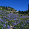 Lupine meadow on Naches Loop Trail