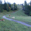 Cows along the Alpiglen Trail.
