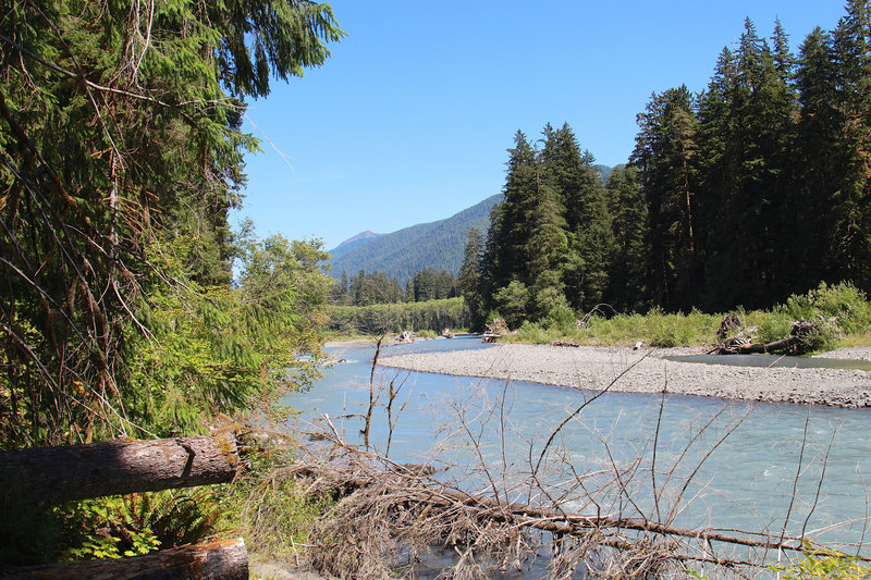 Silty water of the Hoh River