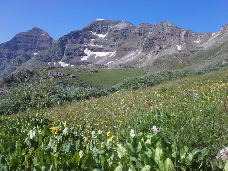 Mid-July and the wild flowers were out in full force.  Near the Buckskin Pass Trail