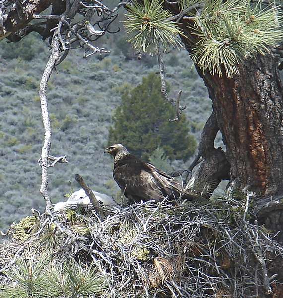 A Golden Eagle nest