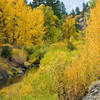Fall color on Bizz Johnson Nat Rec Trail
