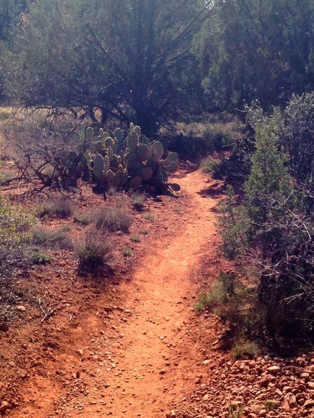 Smooth trail lined with Junipers and cacti in this section.
