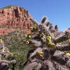 Flowering cactus and beautiful red rocks on the Chapel Trail.