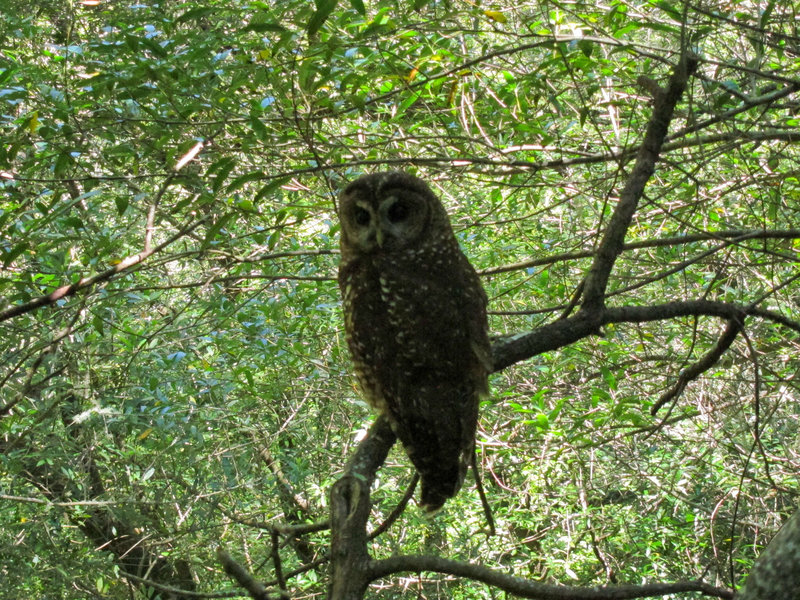 Spotted owl (Strix occidentalis) on Samuel P Taylor State Park Bill's Trail