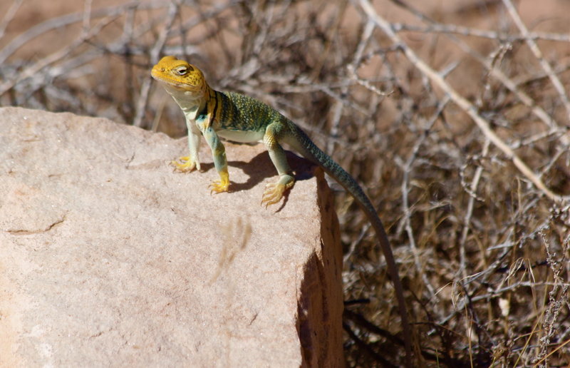 Western Collared Lizard on a warm rock, midday sun