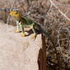 Western Collared Lizard on a warm rock, midday sun