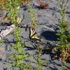 Butterfly along the Hoh River bank