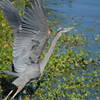 Blue Heron near Abbotts Lagoon