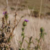 Thistle along the Bull Point Trail