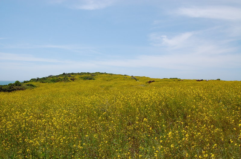 Vast wildflower fields along the Coast Trail - North