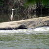 Great Blue Heron Raven Rock