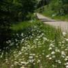 Wildflowers on the Beaver Creek Village Path
