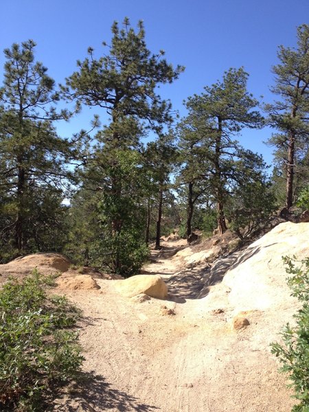 Slickrock section of the Grandview Trail