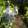 Columbine flower along the Anaerobic Nightmare trail
