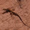 Reptilian desert wildlife on Negro Bill Canyon Trail
