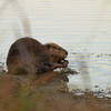 Burford beaver along the Burford Lake Trail