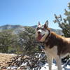 Looking up to the top of Atalaya Trail.  Huskies think snow is a good thing.