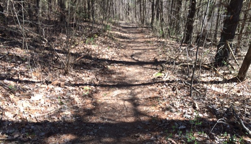 Shot of wide trail on blue loop trail.