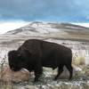 One of the many buffalo on the East Side Trail of Antelope Island. I really didn't like getting this close!
