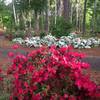 Azaleas in springtime bloom at the parking area