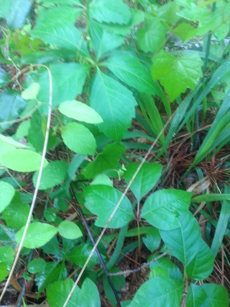 Lots of poison ivy and poison oak on either side of the trail, so be careful if you veer from the singletrack.