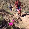 Cruising the Tonto Trail, matching the cactus flowers.