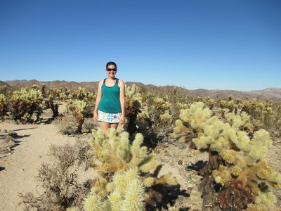 teddy bear cholla injury