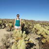 Cholla Cactus Garden Trail in Joshua Tree National Park