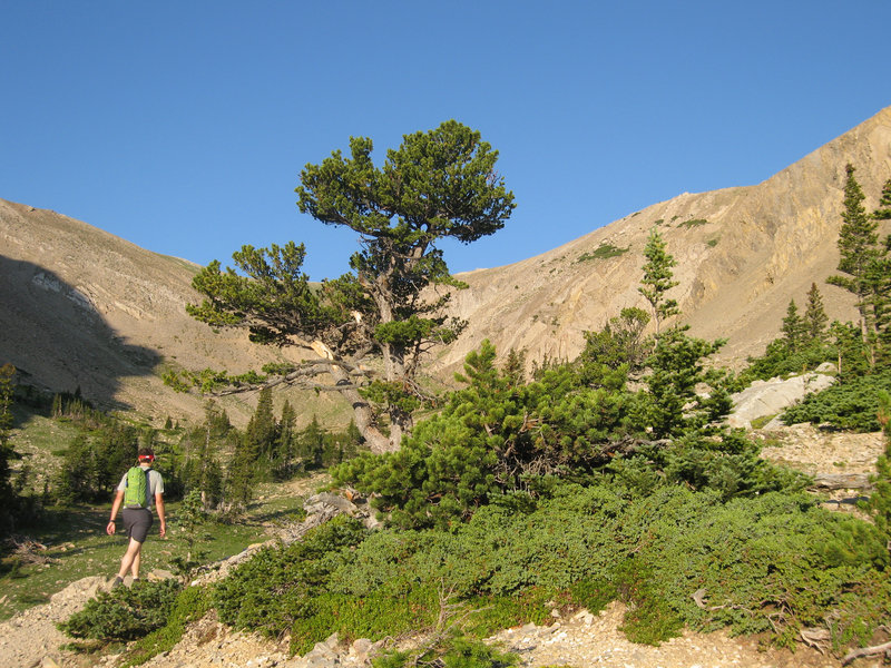 Sub-alpine in the Bridger Mountains on the Sacagawea Peak Trail