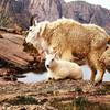 Here are some goats. They're everywhere, but mostly stay on the Eolus side of the Basin.