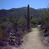 Typical trail in this area of Saguaro National Park