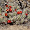 Mojave Mound Cactus in bloom along the Wall Street Mill Trail.
