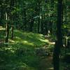 Beautiful wooded Wilkinson Memorial Trail