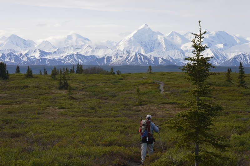 Hiking the McKinley Bar Trail towards the McKinley River with the ...