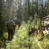 Hiking through the woods on the Horse Creek Divide Trail