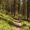 Glorious, wooded Sweeney Creek Trail
