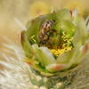 Bees in cacti blossoms.