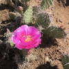 Spring is here when the prickly pear bloom!
