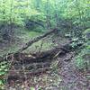 Fallen trees on Green Mountain Log Trail