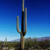 Big cactus in Saguaro Wilderness