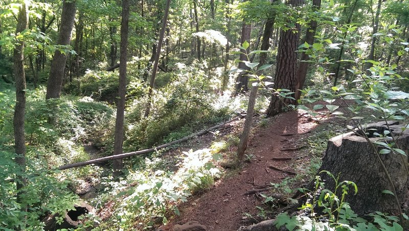 Trail alongside the creek
