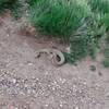 Keep on the lookout for rattlesnakes. They live here and can occasionally be seen on the trails.
