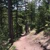 A pretty forested section of the Green Mountain West Ridge Trail