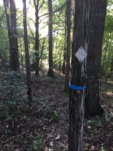Where Scout and Fanning split.  Notice the blue flag that marks the trail.